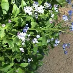 فندق مبيت وإفطار Les De Do 3*