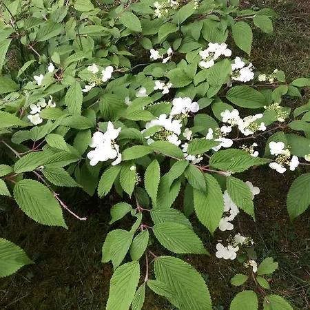 Les De Do Λε Μανς