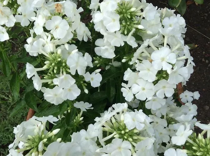 Couette-café Les De Do 3*